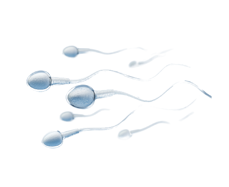 bg-sperm.png